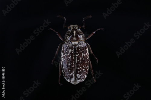 Male of beetle (Polyphylla fullo) on black photo