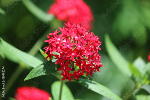 red pentas photo