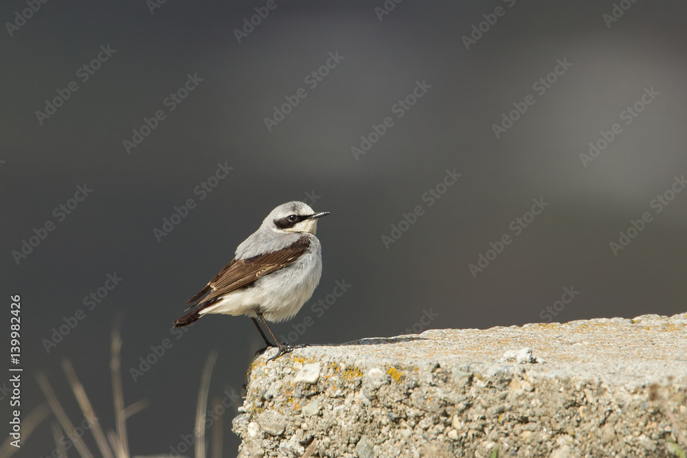 Fototapeta premium Animal