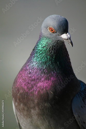 pidgeon