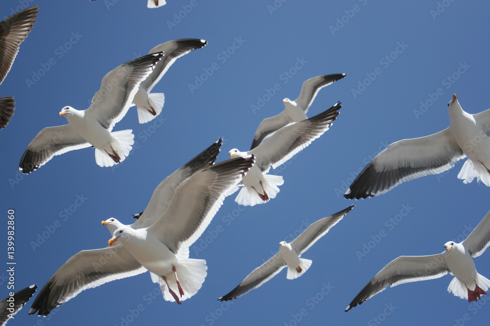 Naklejka premium seagulls