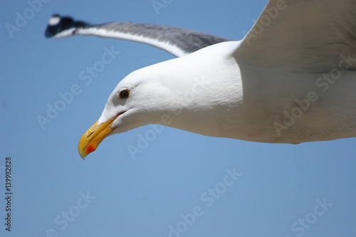 seagull close up