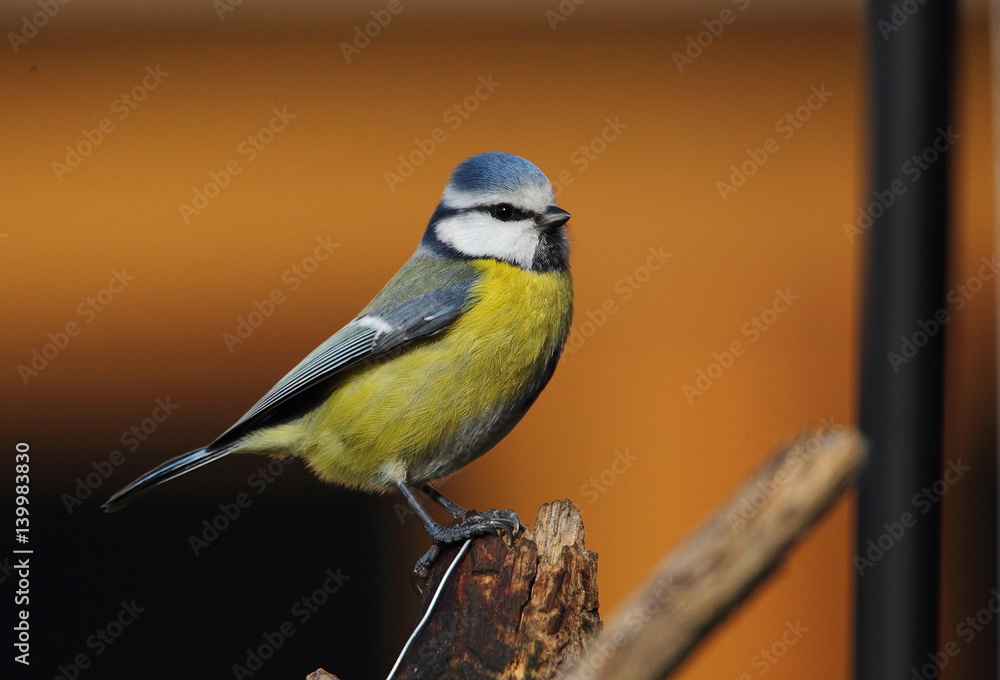 Obraz premium Zwierzę