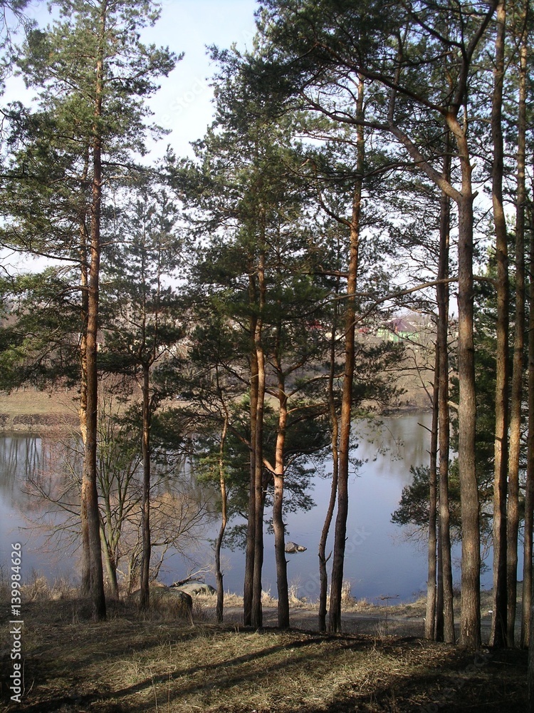 Obraz premium pine trees on the river bank