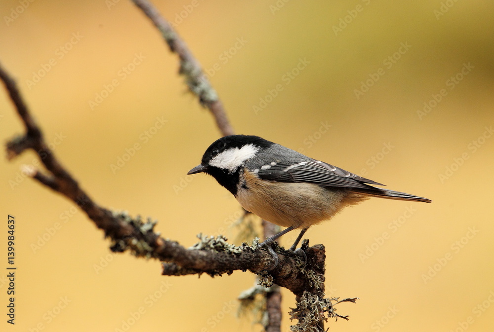 Obraz premium Animal