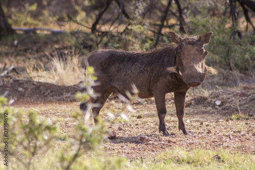 warthog © Rag