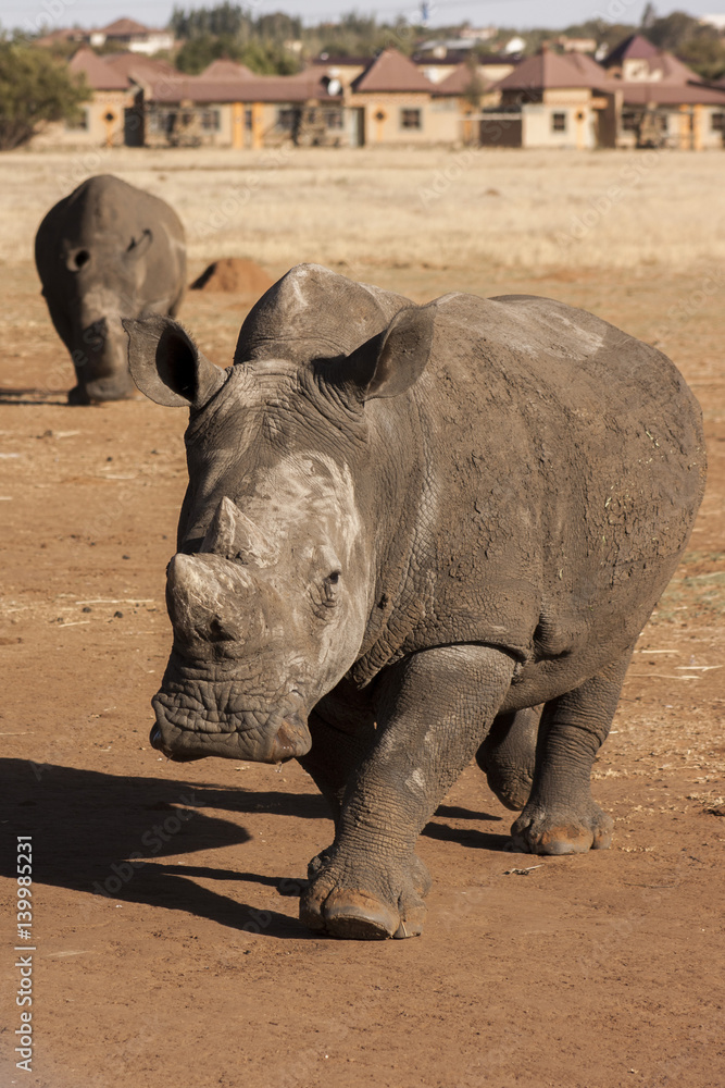 Naklejka premium Rhinos on the roads 