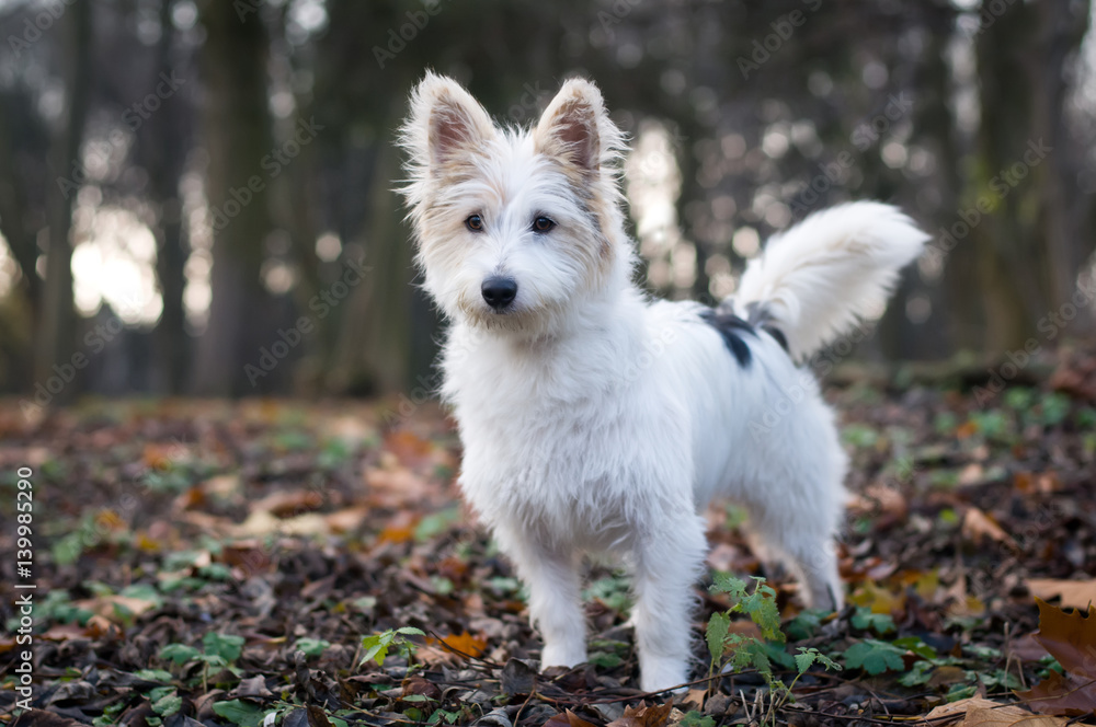 Little fluffy white dog