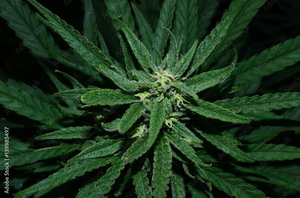Cannabis flower Cannabis flower