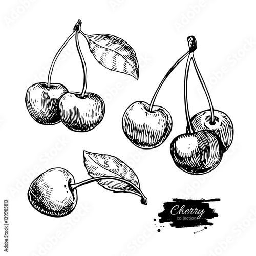 Cherry vector drawing set. Isolated hand drawn berry on white background. Summer fruit
