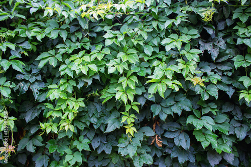 maidenly grapes . The wall overgrown with a thick green vine