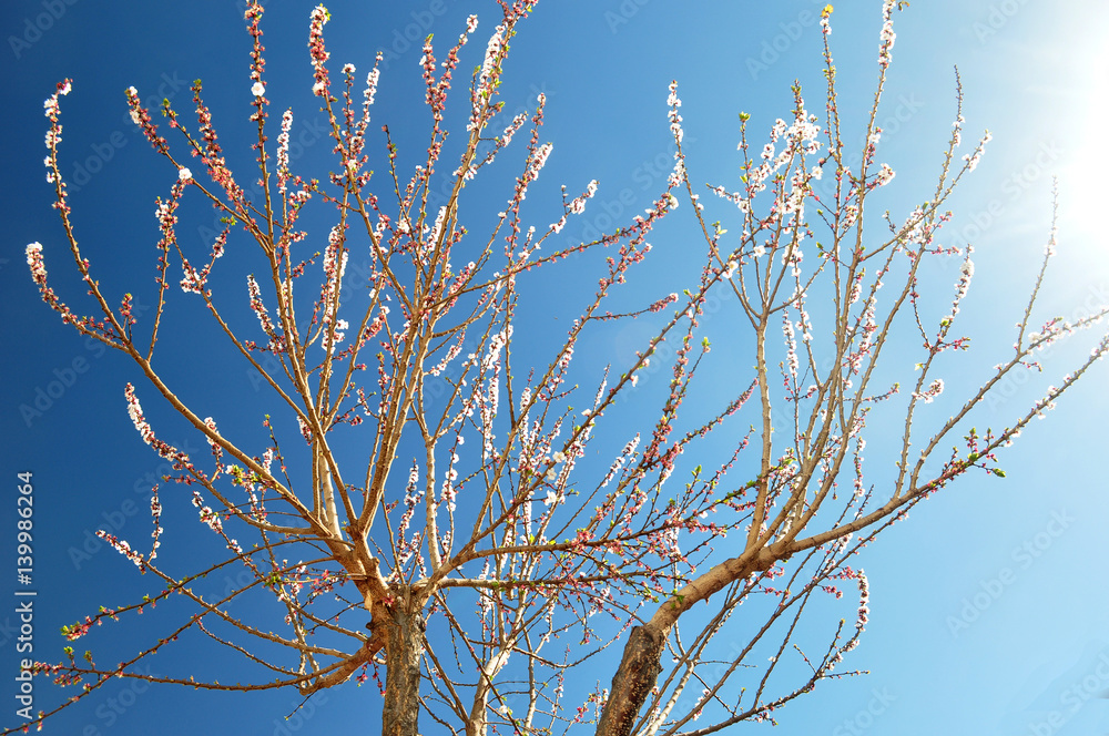Apricot tree in full sun full of flowers Apricot tree in full sun full of flowers