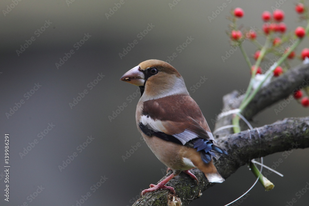 Fototapeta premium animal