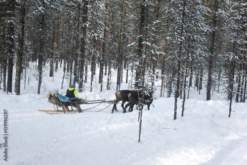 Wallpaper Mural катание на оленях Torontodigital.ca