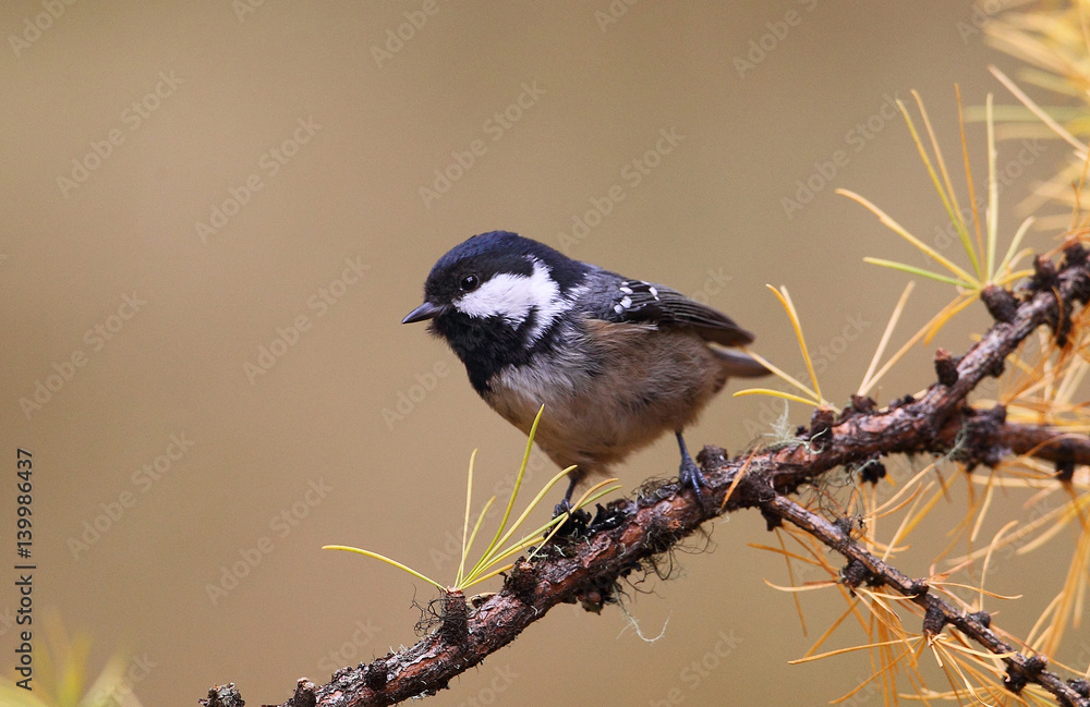 Obraz premium animal