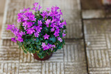 Small purple campanula flowers planted in brown pot on stone stairs