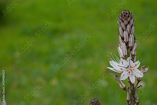 Canvastavla Fiore con acconciatura alla Marge Simpson