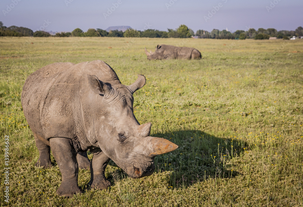 Rhino Rhino