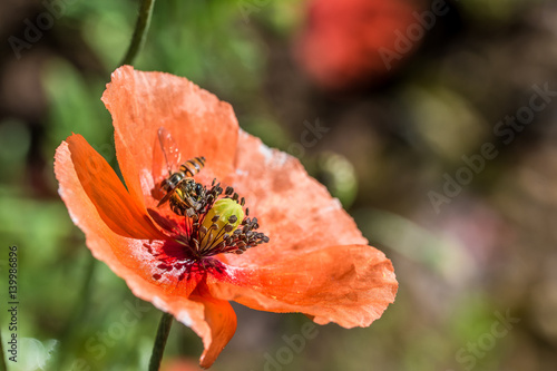 Mohnblüte