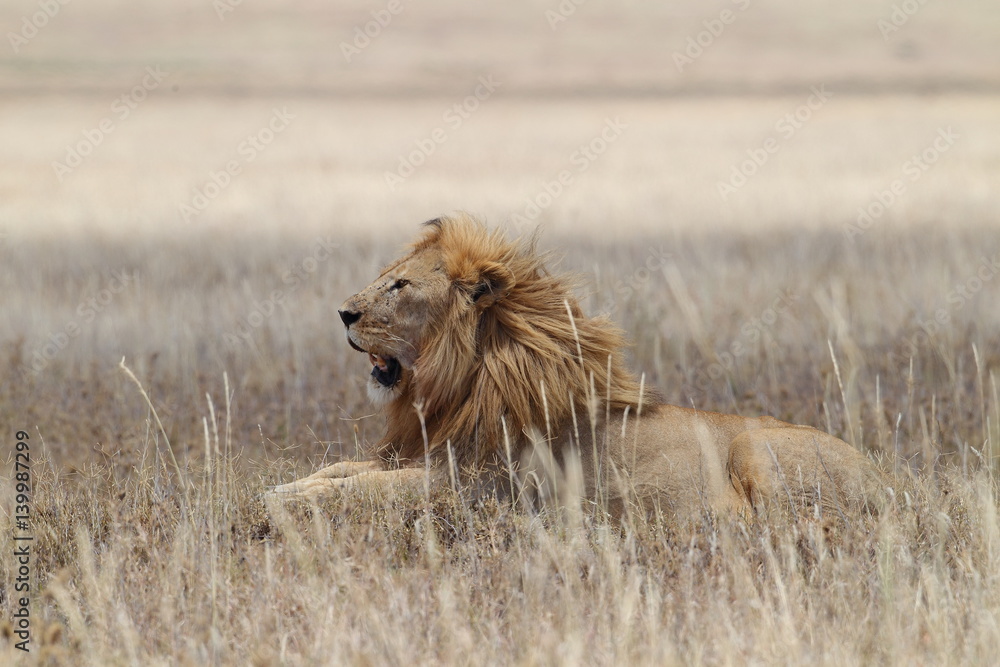 Animal Animal