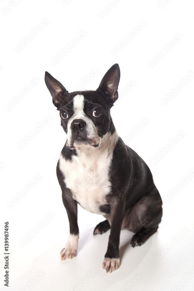 Boston terrier modeling. Isolated on white background.