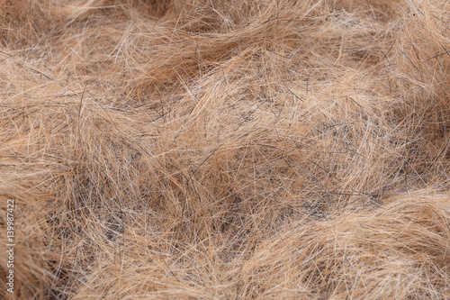 Dogs brown hair closeup