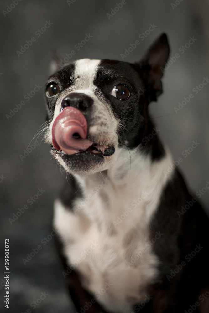 Boston terrier with tongue sticking out.