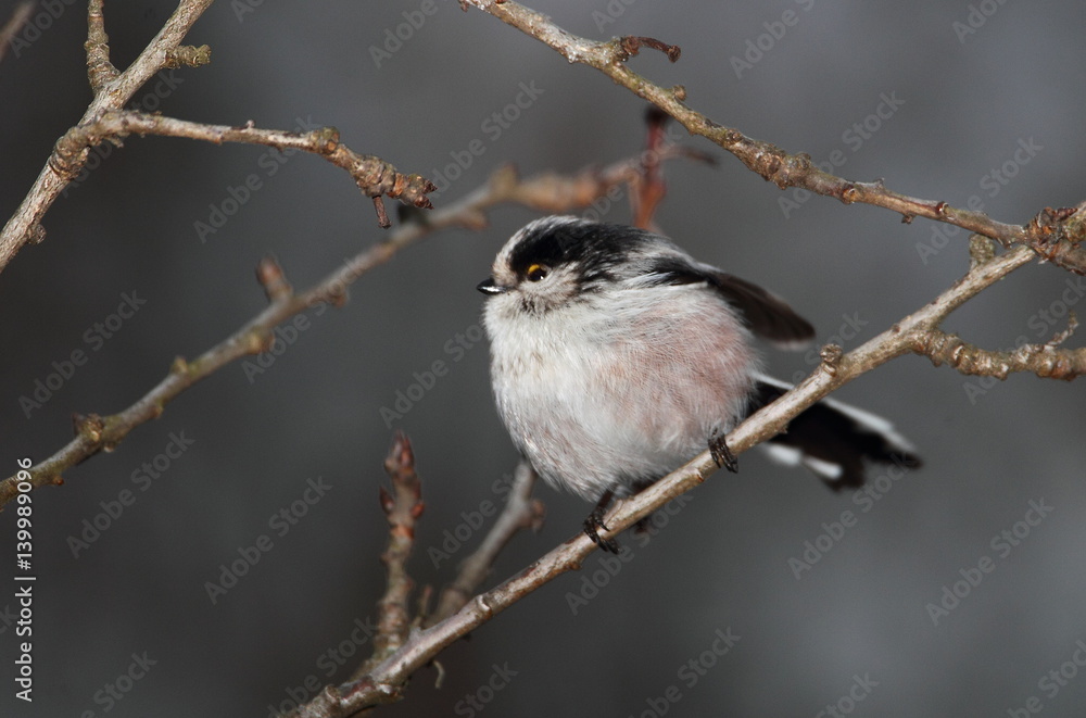 Fototapeta premium Wildlife