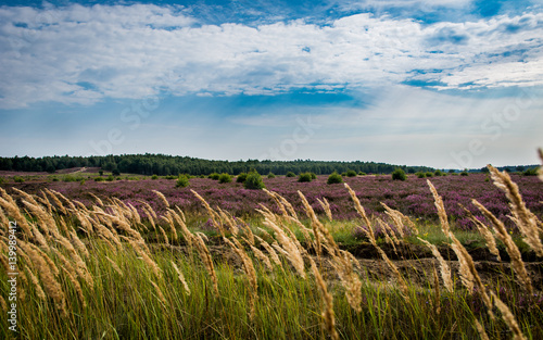 Zbożowe Wrzosowiska photo