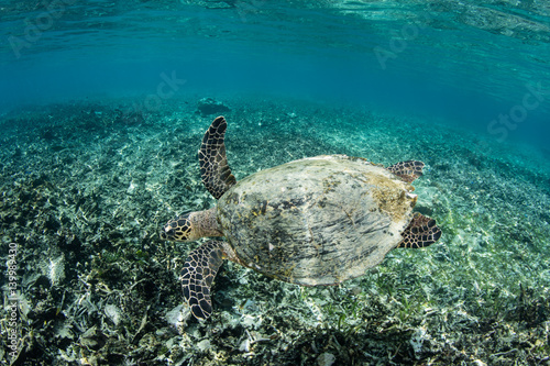 Hawksbill Sea Turtle in Shallow Water