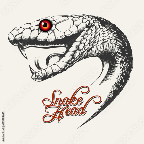 Snake Head Illustration