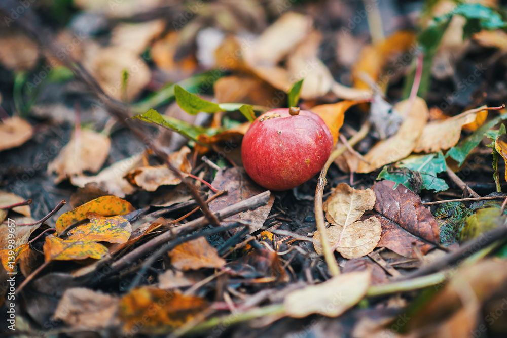 Red apple on the earth