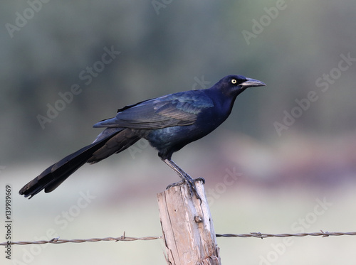 Great-Tailed Grackle on a Fence Post