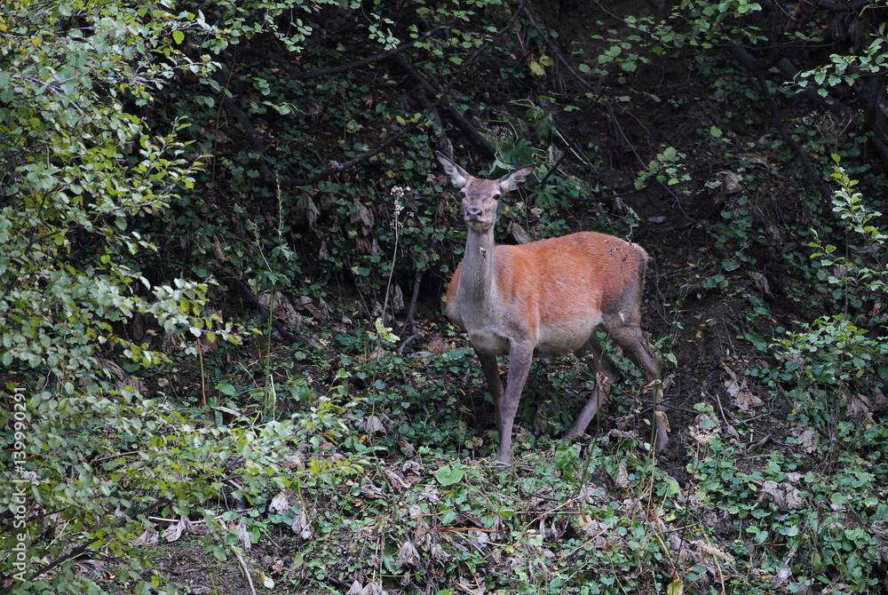 Obraz premium Wildlife