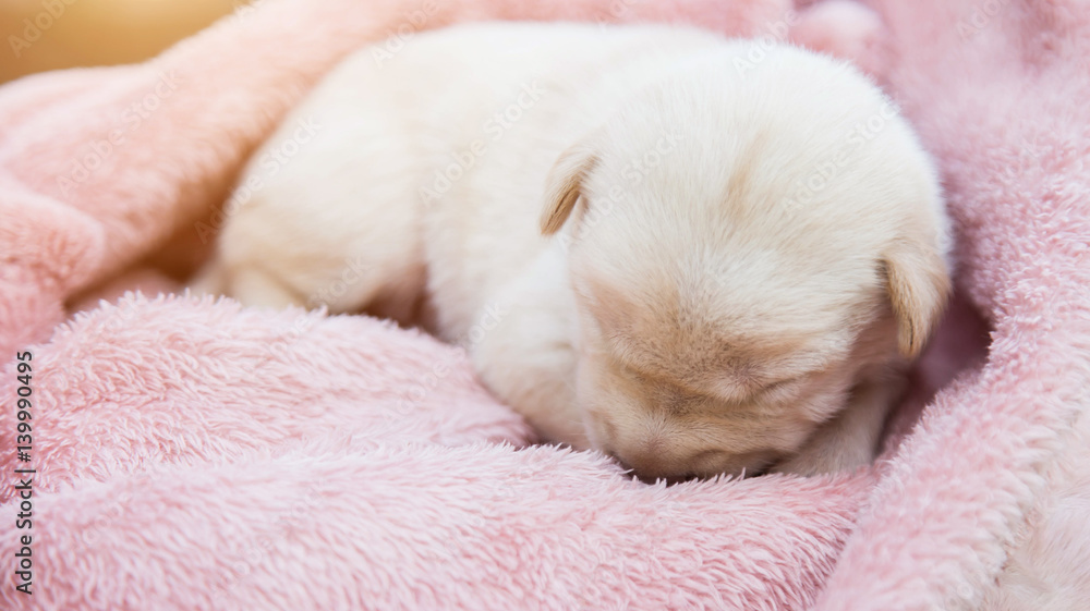 Cute Dog Cute Dog