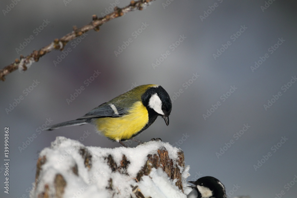 Fototapeta premium Wildlife