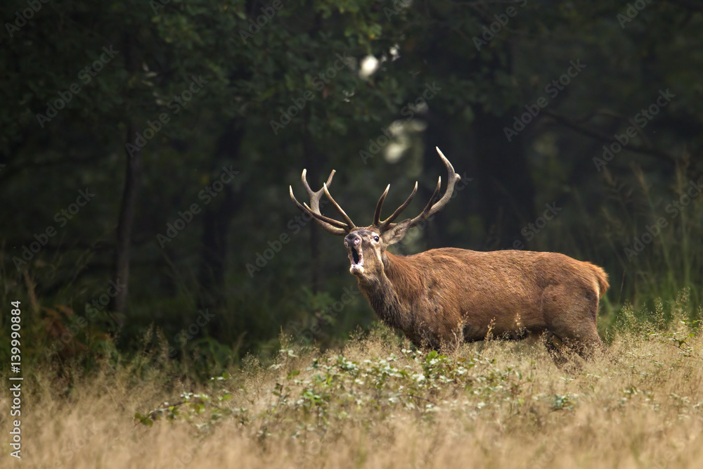Wildlife Wildlife