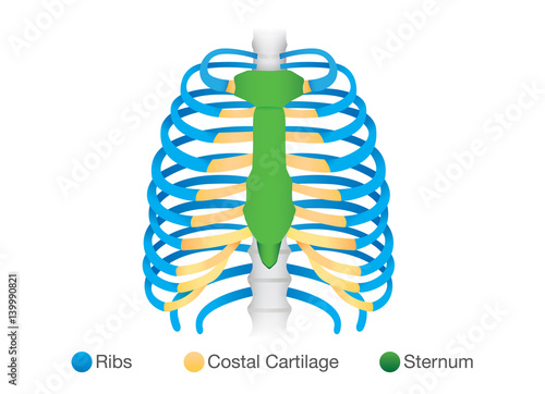 Overview of human rib structure. Illustration about bone Anatomy. photo
