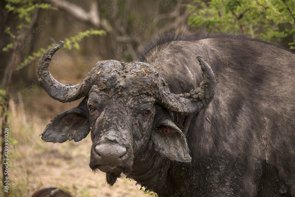 Naklejka premium Buffle d'Afrique, Syncerus caffer, Parc national Kruger, Afrique du Sud