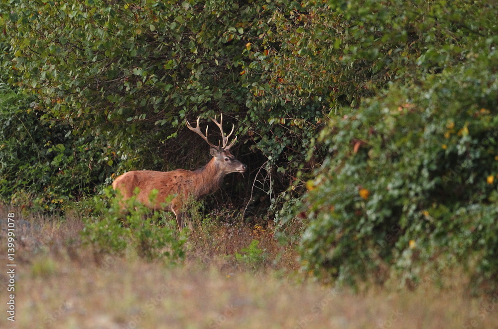 Naklejka premium Wildlife