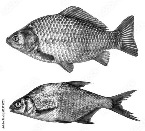 set fish in black and white colors, isolated on white background