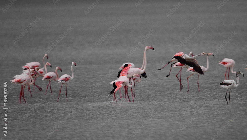 Fototapeta premium Wildlife