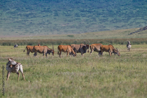 Wallpaper Mural Wildlife Torontodigital.ca
