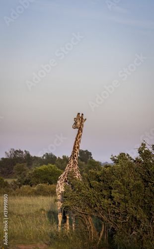 Giraffe © Rag