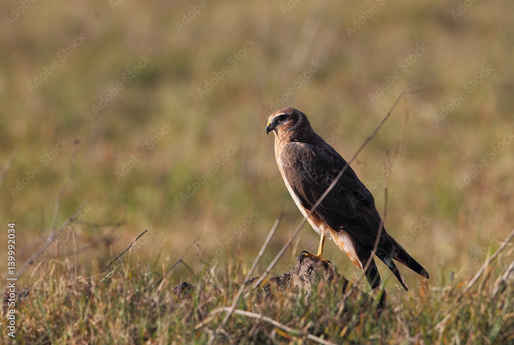 Obraz premium Wildlife