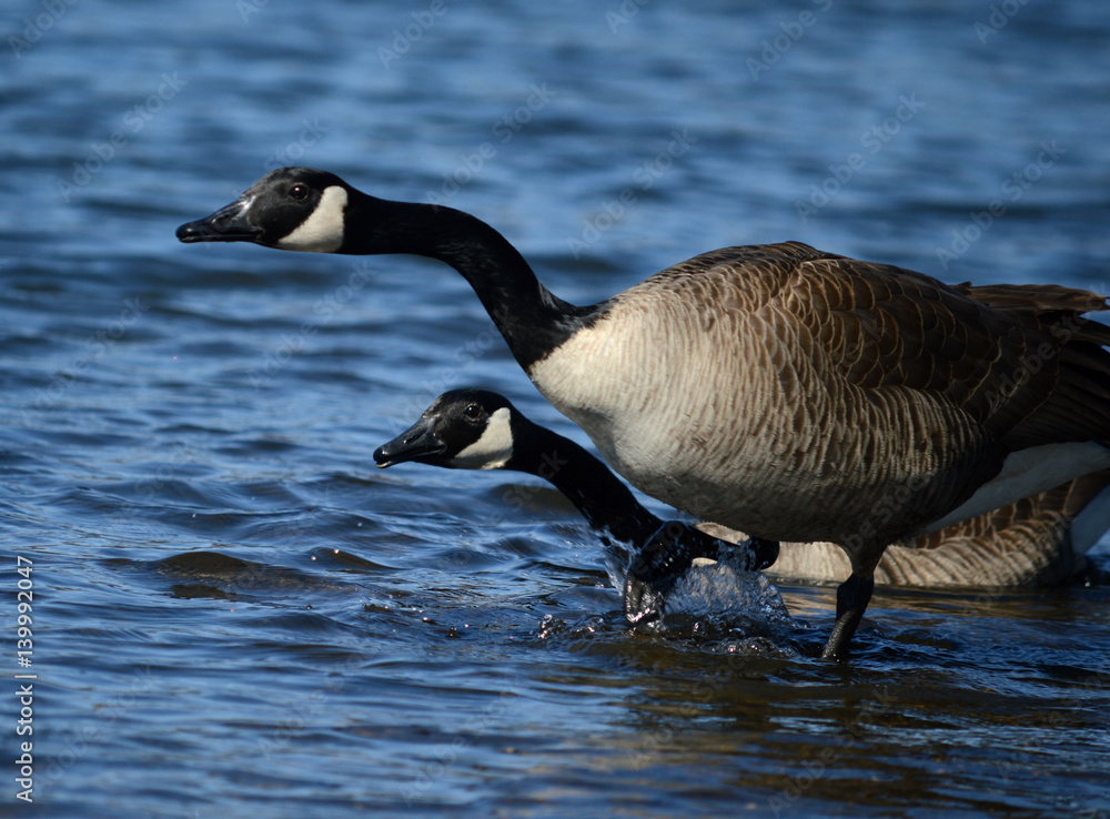 Fototapeta premium Two Canada geese looking out