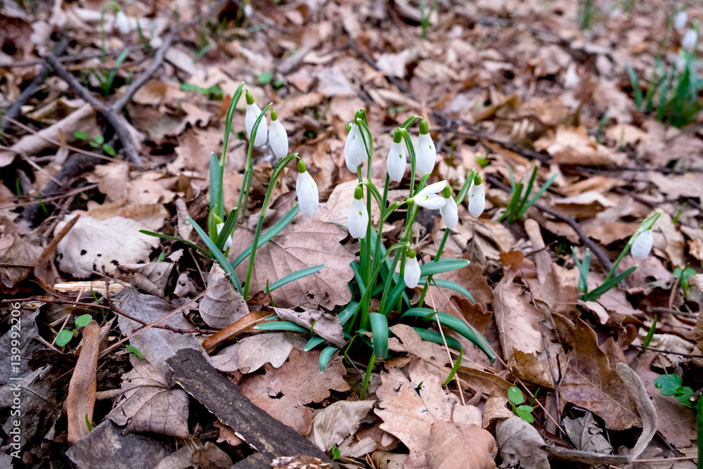 First spring flowers, snowdrops