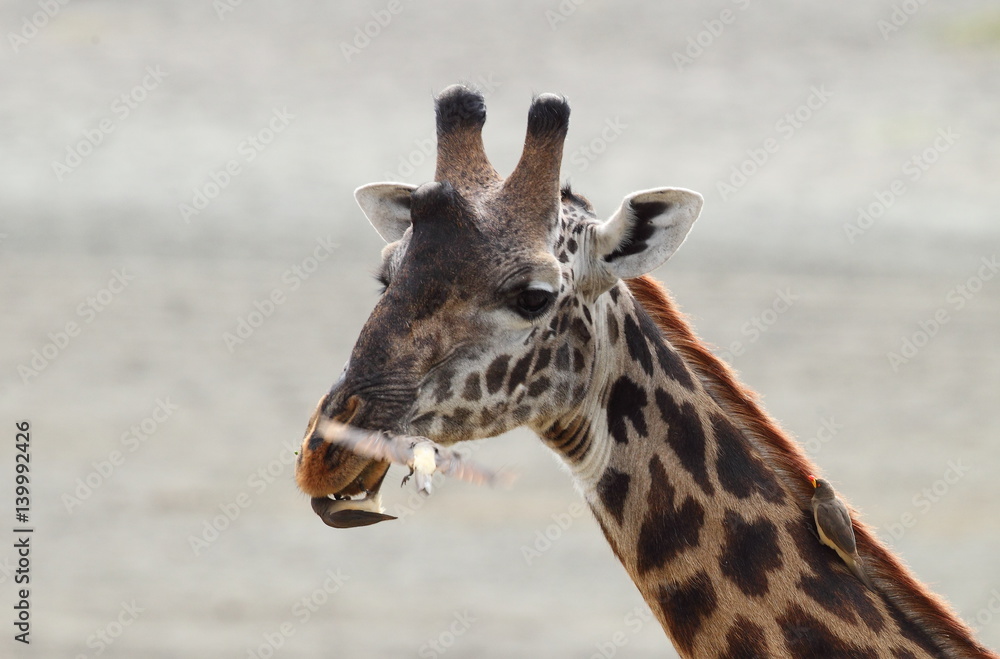 Obraz premium Wildlife