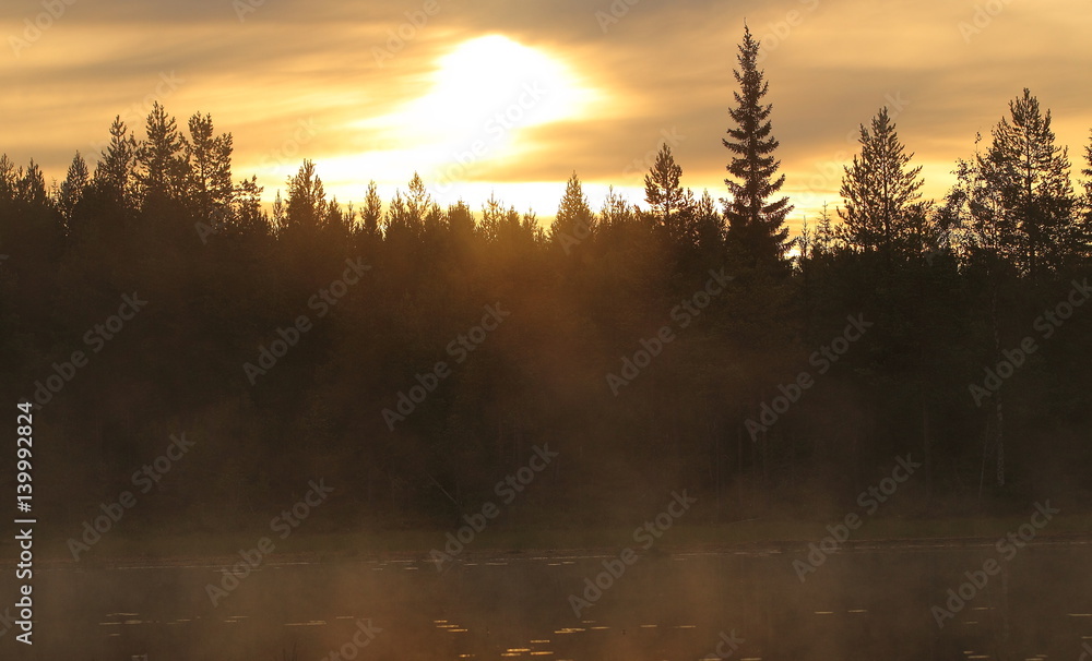 Fototapeta premium Wildlife