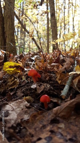 Wild Mushrooms in Canada Woods